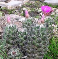 Neolloydia_conoidea_GM_661,1.jpg