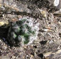 Neolloydia_conoidea_GM_954.jpg