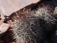 Neolloydia_conoidea_ceratites_GM_1621.3.jpg