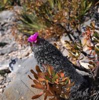 Neolloydia_conoidea_v._grandiflora_GM_1248.9.jpg