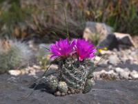 Neolloydia_conoidea_v._grandiflora_GM_1514.1.jpg