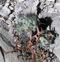 Neolloydia_matehualensis_GM_036.jpg