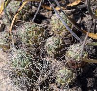Neolloydia_matehualensis_GM_1255.jpg