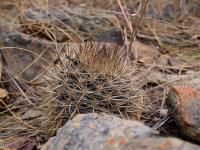 Neoporteria_chilensis_GM_1118.jpg