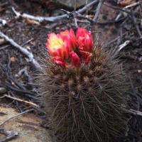 Neoporteria_chilensis_v._albidiflora_GM_1605.jpg