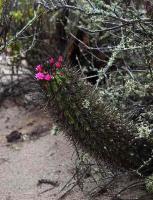 Neoporteria_clavata_GM_1432.jpg