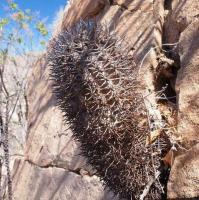 Neoporteria_clavata_graciana_GM_1585.jpg