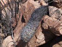 Neoporteria_clavata_graciana_GM_1586.jpg