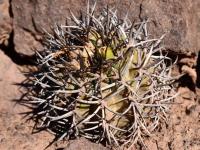 Neoporteria_clavata_v._procera_GM_1588.jpg