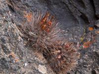 Neoporteria_litoralis_GM_1474.jpg