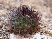 Neoporteria_nigrihorrida_GM_1594.jpg