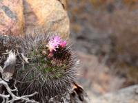 Neoporteria_nigrihorrida_GM_1595.jpg