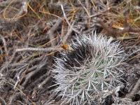 Neoporteria_nigrihorrida_GM_1597.jpg