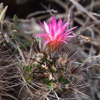 Neoporteria_nigrihorrida_GM_1600.jpg