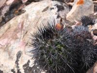 Neoporteria_nigrihorrida_GM_1601.jpg