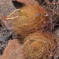 Neoporteria_senilis_GM_1120.jpg
