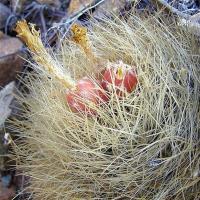 Neoporteria_senilis_GM_1120_02.jpg
