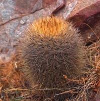 Neoporteria_senilis_multicolor_GM_1603.jpg