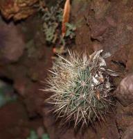 Neoporteria_senilis_ssp._coimasensis_GM_1437.jpg