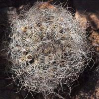 Neoporteria_senilis_ssp._elquiensis_GM_1126.jpg