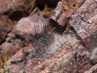 Neoporteria_senilis_v._elquiensis_GM_1435.jpg