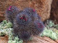 Neoporteria_sociabilis_GM_1430.jpg