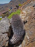 Neoporteria_sociabilis_GM_1459.jpg