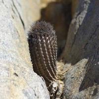Neoporteria_sociabilis_GM_1568.jpg