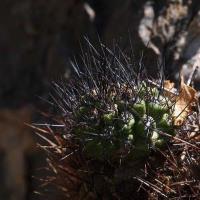 Neoporteria_sp._GM_1581_i.jpg