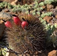 Neoporteria_subgibbosa_GM_1210.jpg