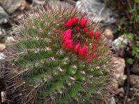 Neoporteria_subgibbosa_GM_1438.jpg