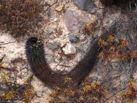 Neoporteria_subgibbosa_GM_1596.jpg