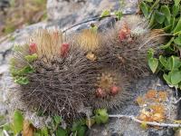 Neoporteria_subgibbosa_ssp._litoralis_GM_1139.jpg