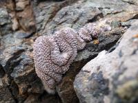 Neoporteria_subgibbosa_ssp._litoralis_f._cristata_GM_1141.1.jpg