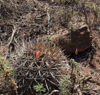 Neoporteria_subgibbosa_ssp._nigrihorrida_GM_1209.jpg