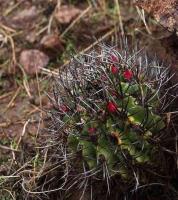 Neoporteria_subgibbosa_ssp._nigrihorrida_GM_1434.jpg