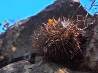 Neoporteria_subgibbosa_v._castanea_GM_1609.jpg