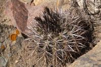 Neoporteria_subgibbosa_v._nigrihorrida_GM_1124.jpg