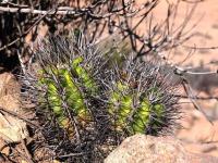 Neoporteria_vallenarensis_GM_1572.jpg