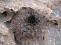 Neoporteria_villosa_GM_1199.3.jpg