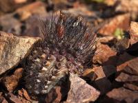 Neoporteria_villosa_GM_1463.jpg