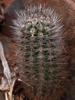 Neoporteria_wagenknechtii_GM_1478.jpg