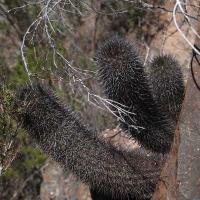 Neoporteria_wagenknechtii_GM_1584.jpg