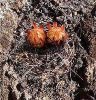 Neowerdermannia_chilensis_GM_1404.jpg