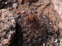 Neowerdermannia_chilensis_GM_1548.jpg