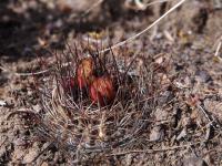 Neowerdermannia_chilensis_GM_1551.jpg