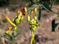 Nicotiana_glauca_GM_1546.2.jpg