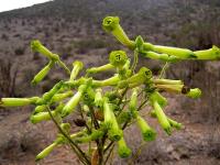 Nicotiana_solaniflolia_GM_1181.10.jpg