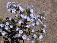Nolana_aplocaryoides_GM_1440.8.jpg