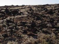 Nolana_aplocaryoides_GM_1447.6.jpg